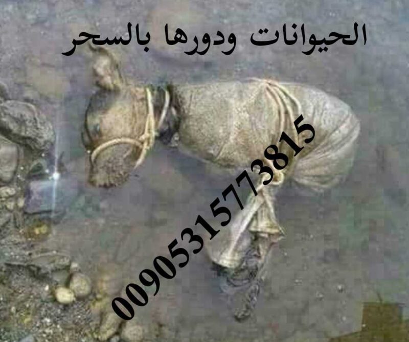 الحيوانات واستخدامه في السحر الموصلي 00905315773815